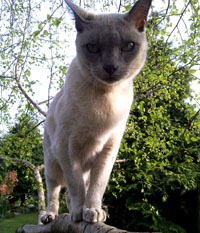Burmese Blue Has Gone Missing