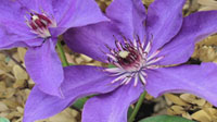 Clematis