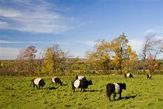 Cattle in Sunbury Park - Council Answers Your Questions