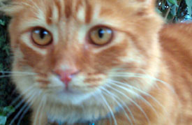 Has Anyone Seen Dexter?