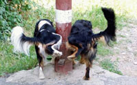 Dog control order
