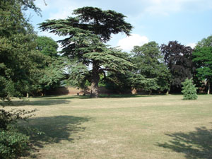 Cattle Grazing - Sunbury Park Action Group to Hold Meeting on Saturday