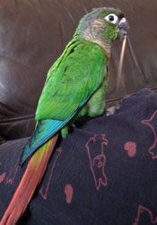 If you, or anyone you know, has lost a bird which is green with white rings around its eyes and a wine-red tail; and which resembles that in the photograph, please get in touch by emailing LOSRA