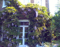 Wisteria